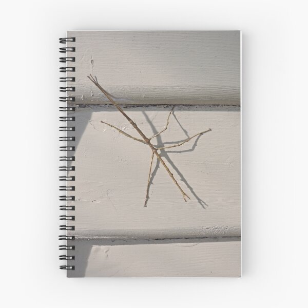 Item preview, Stick insect (Ctenomorpha Chronus) designed and sold by Margaret  Hyde.