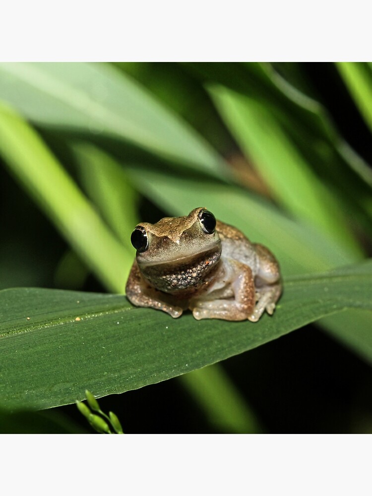 Hello Frog by theoddshot