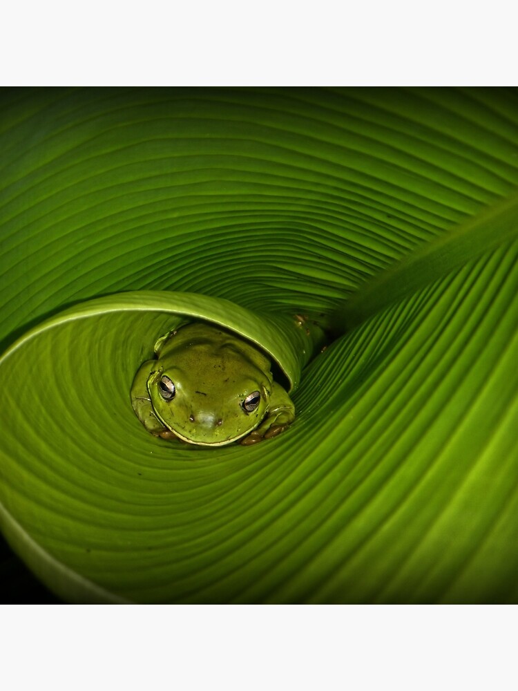 Frog in banana leaf by theoddshot