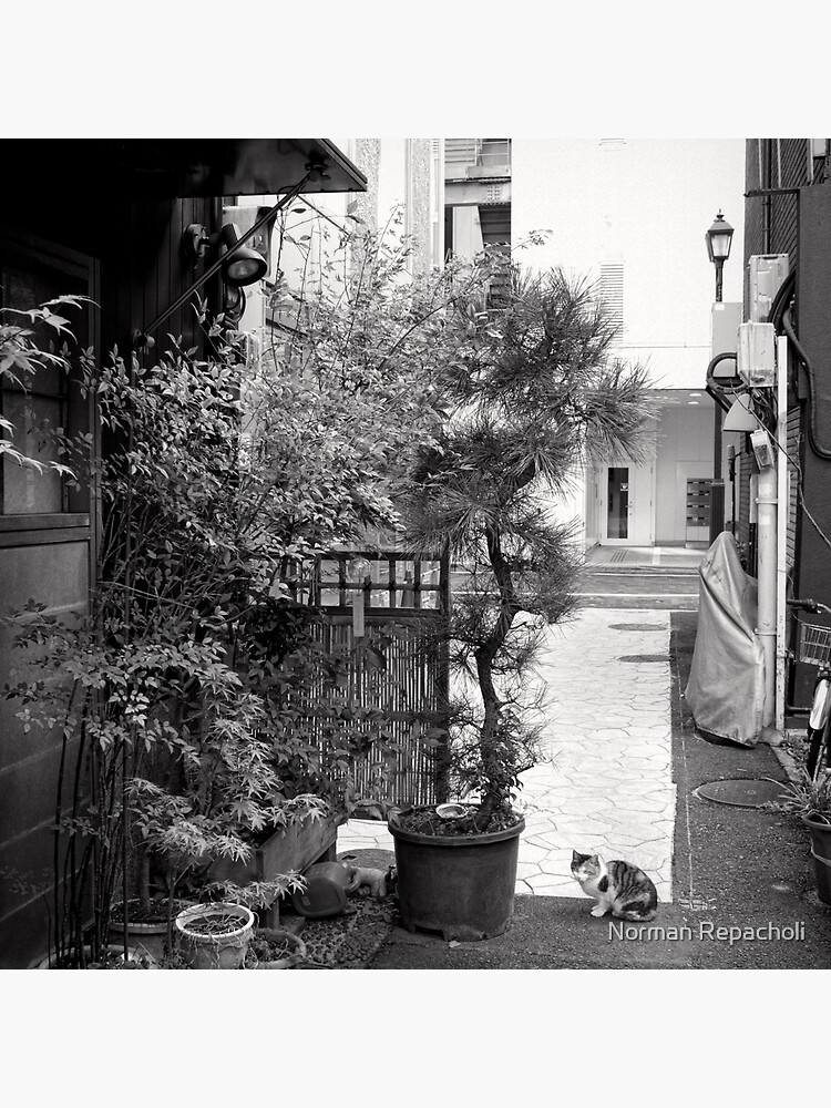 Ginza alley cat - Japan by keystone