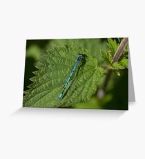 Azure Damselfly Greeting Card