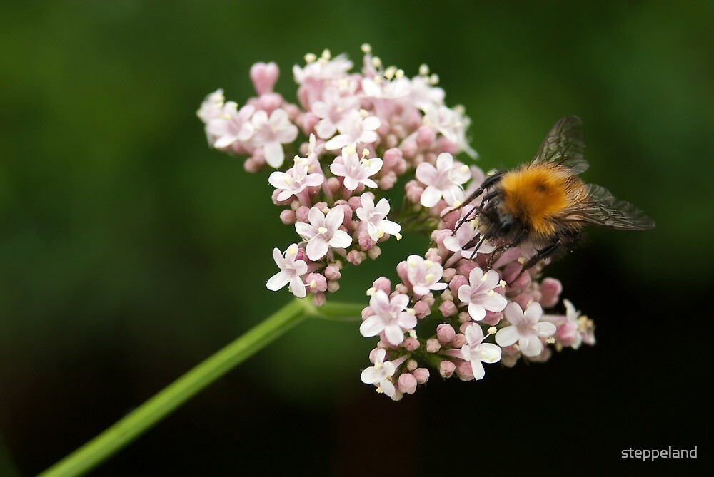 "Honey bee on valerian flower" by steppeland Redbubble