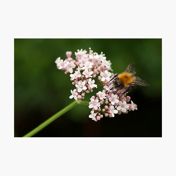 Honey bee on valerian flower Photographic Print