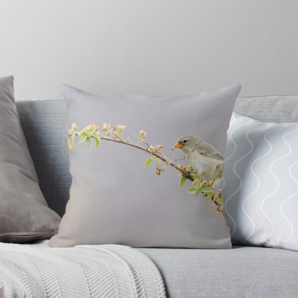 Item preview, Small Female Tree Finch, Galapagos designed and sold by Travelimages.com.au.