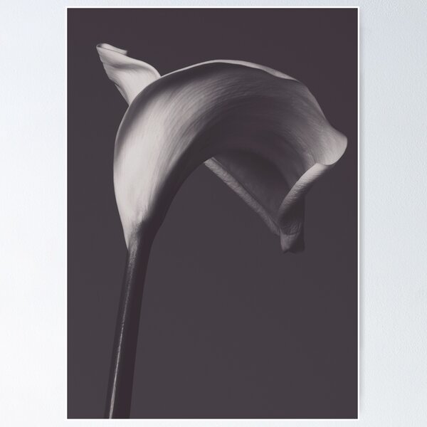 Item preview, Classic calla lily photo, fine art, flowers photography, flower still life, wall decor, Robert Mapplethorpe style designed and sold by Spallutos.