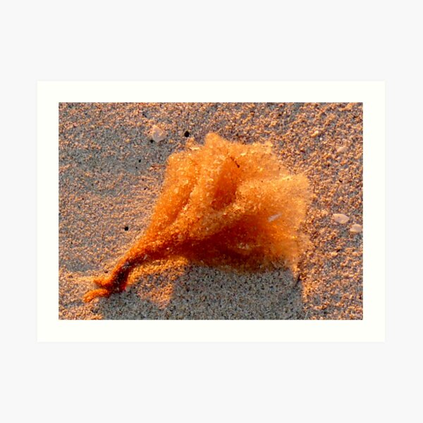 Sunset Sponge Art Print