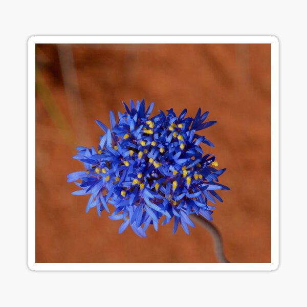 Item preview, Native Cornflower Australia designed and sold by Schoensl.