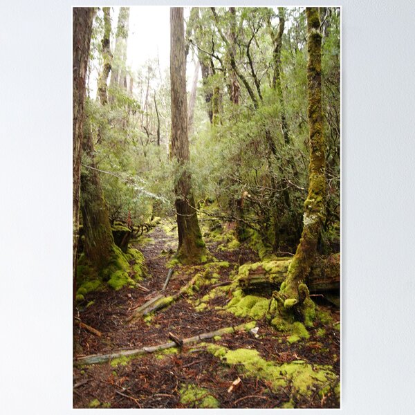 Item preview, Weindorfers Forest designed and sold by michellerena.