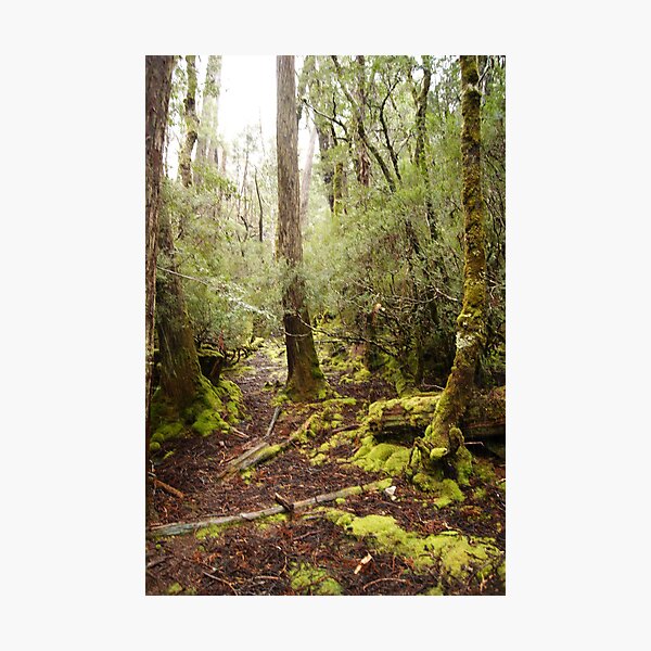 Item preview, Weindorfers Forest designed and sold by michellerena.