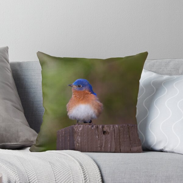 Aperçu de l'œuvre Eastern Bluebird créée et vendue par John Absher.