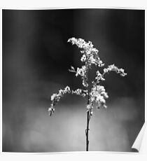 plant. Poster