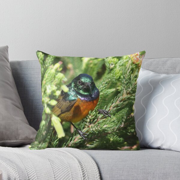 Aperçu de l'œuvre Orange-breasted Sunbird créée et vendue par croust.
