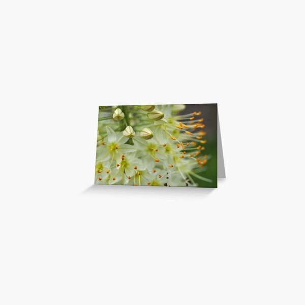 Hershey Rose Garden #3 Greeting Card