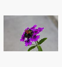 Rainbow Scarab Photographic Print