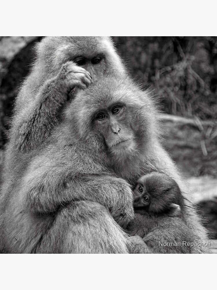 Work, play and stay together. Snow Monkeys by keystone