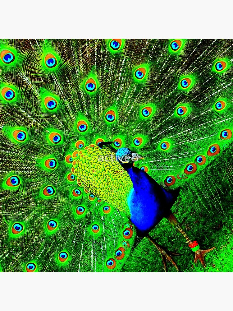 Peacock by active8