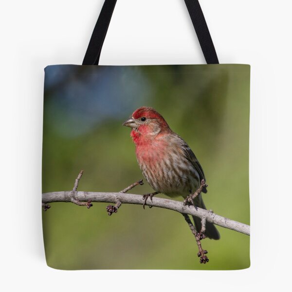 Artikelvorschau, Male House Finch entworfen und verkauft von John Absher.