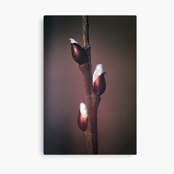 End To Winter Beginning Of Spring Canvas Print