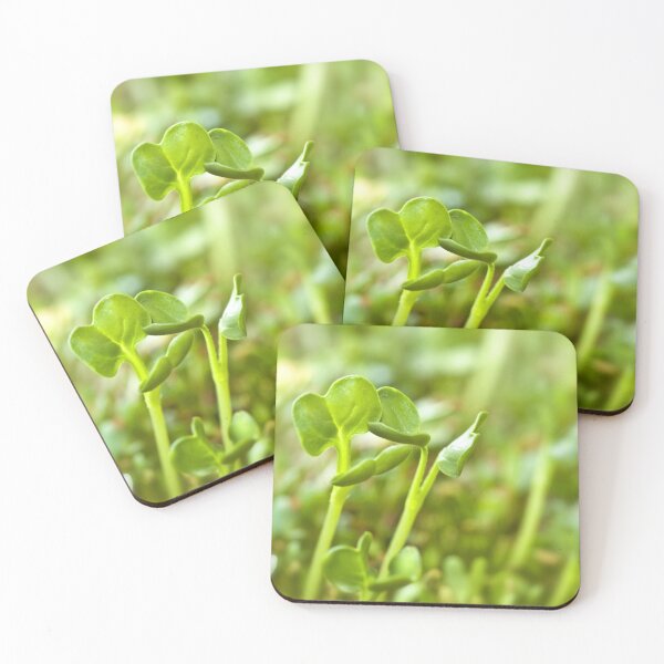 Item preview, Sprouting seeds of alfalfa designed and sold by Delphimages Art.