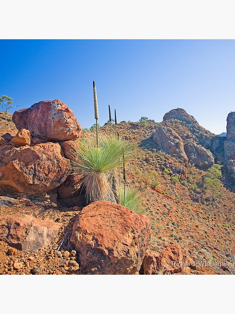 Arkaroola Grass Trees 1 by RICHARDW