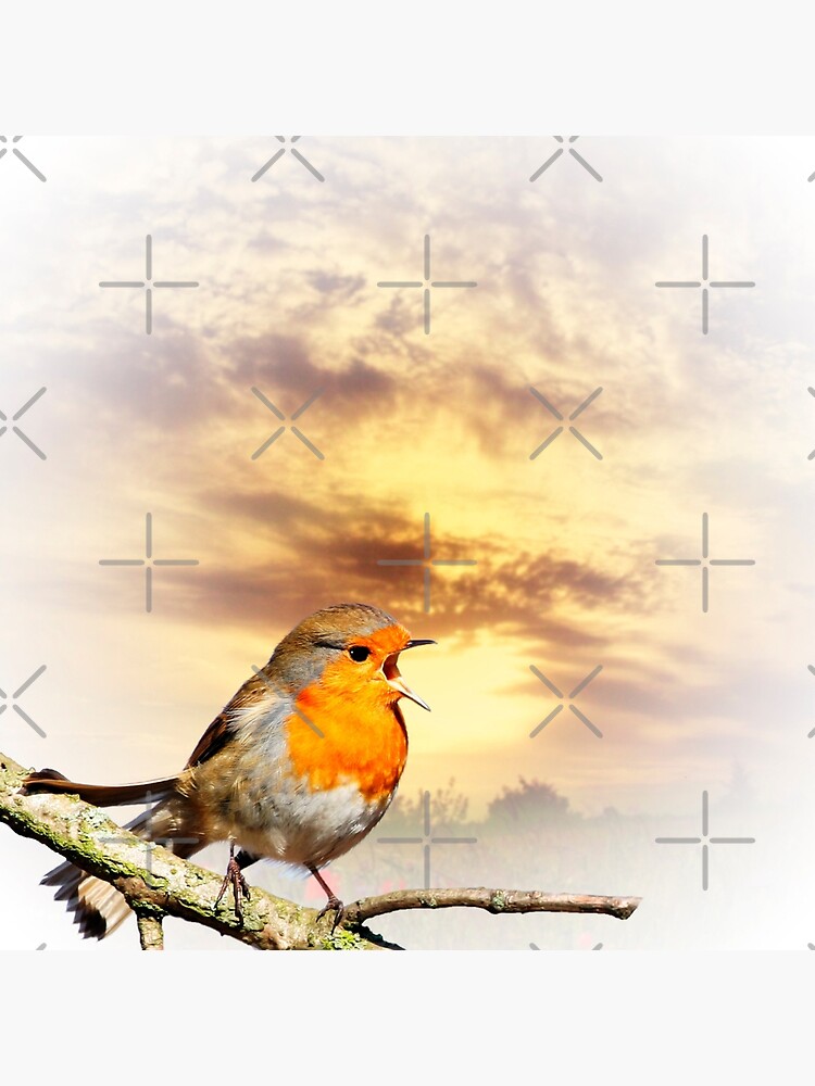Robin At Sunset by IanJeffrey