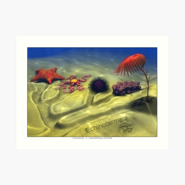 Echinodermata Art Print