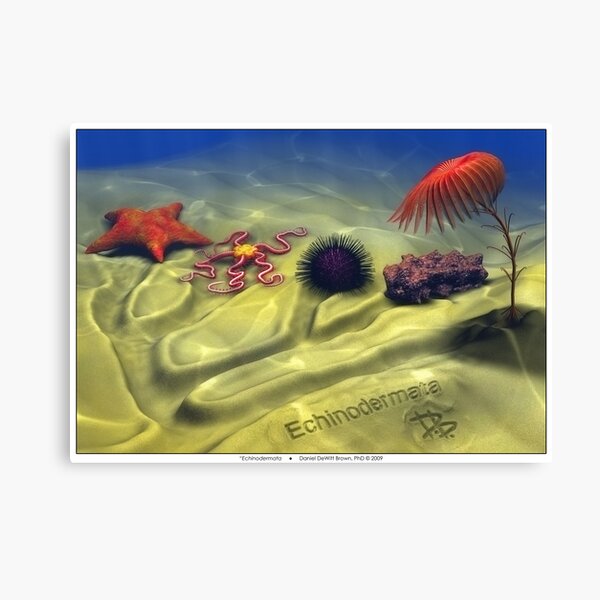 Echinodermata Canvas Print