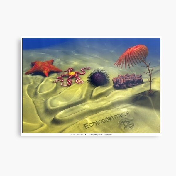 Echinodermata Metal Print