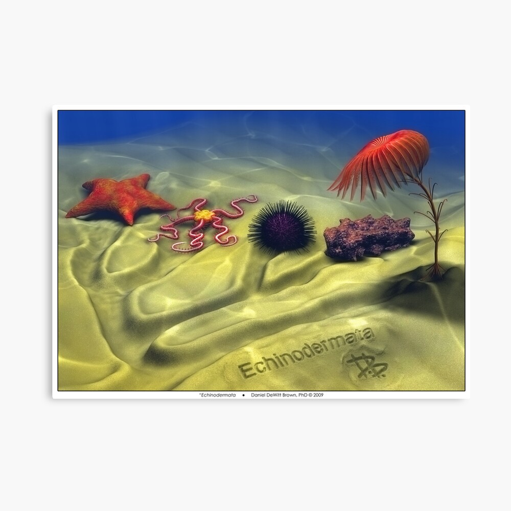 Echinodermata Canvas Print