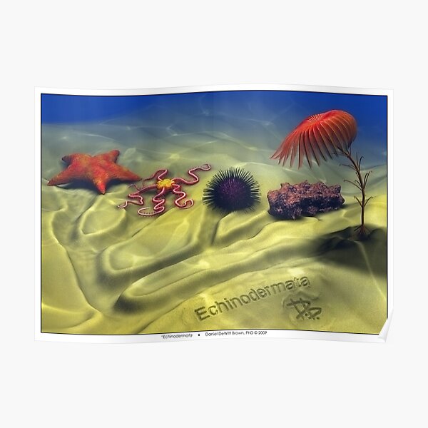 Echinodermata Poster