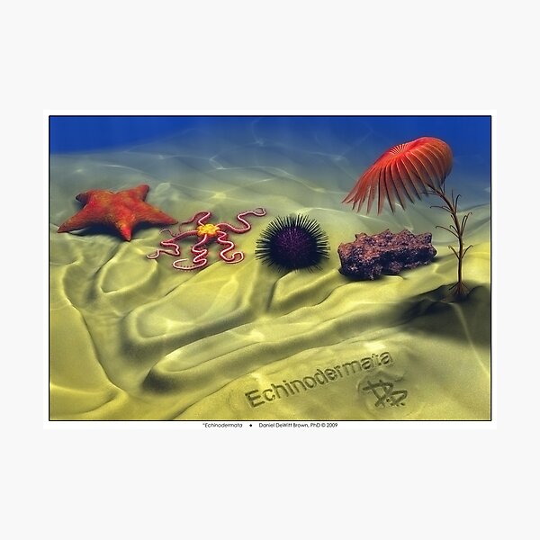 Echinodermata Photographic Print