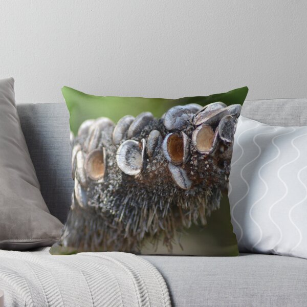Item preview, Banksia Seed Pod designed and sold by TheaShutterbug.