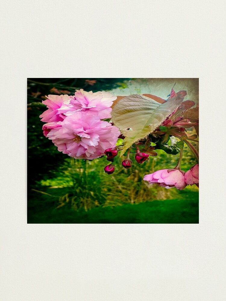 Alternate view of Springtime Photographic Print