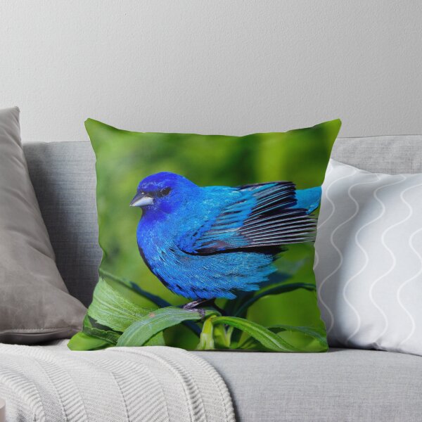 Item preview, Indigo Bunting Ready For Take Off designed and sold by John Absher.