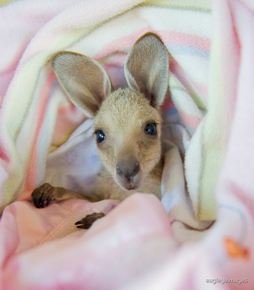 "Baby female joey in baby blanket" by eagleyeimages Redbubble