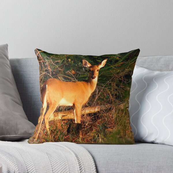 Item preview, White-Tailed Deer Portrait #2. Lake Kissimmee S.P. designed and sold by christopher kusik.