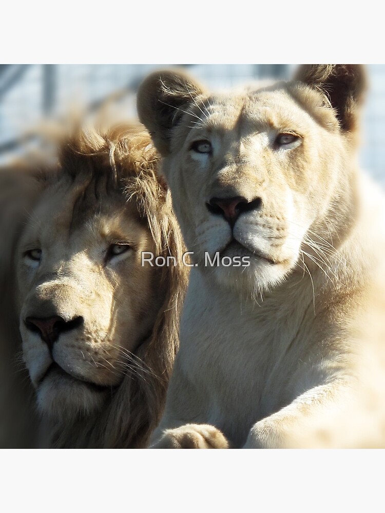 Thumbnail 2 of 2, Tote Bag, White Lions designed and sold by ronmoss.