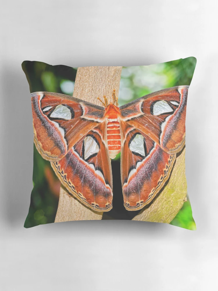 Aperçu 3 sur 4. Coussin avec l'œuvre Atlas Moth (Reworked) créée et vendue par Bonnie T.  Barry.