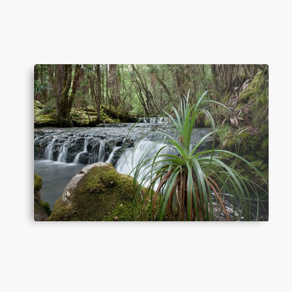 Cephissus Falls, Pine Valley, Tasmania Metal Print