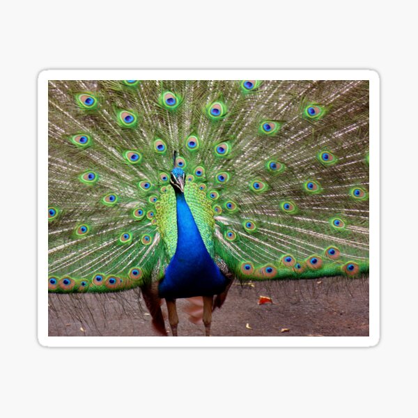 peacock dance display Sticker