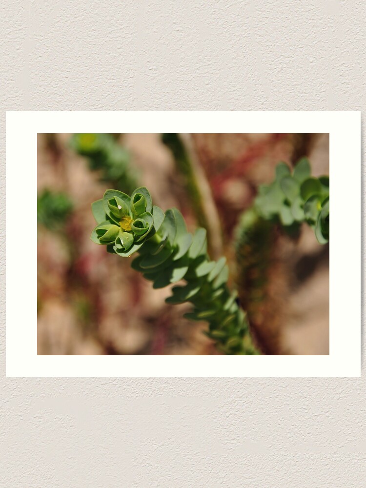 Alternate view of Sea Spurge Art Print
