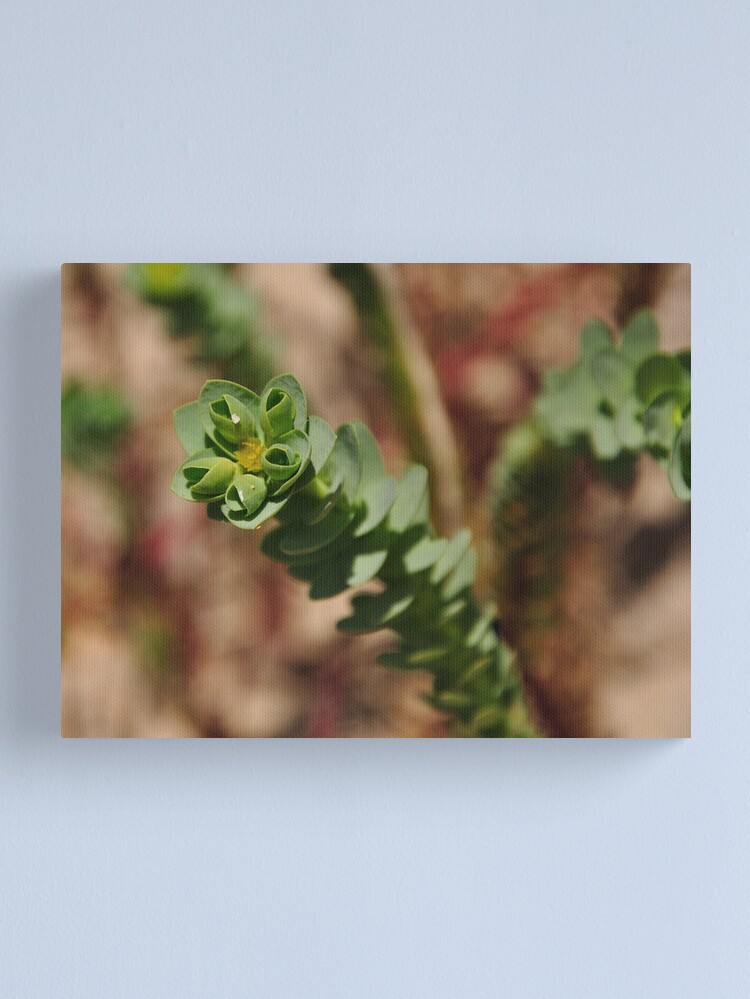 Alternate view of Sea Spurge Canvas Print