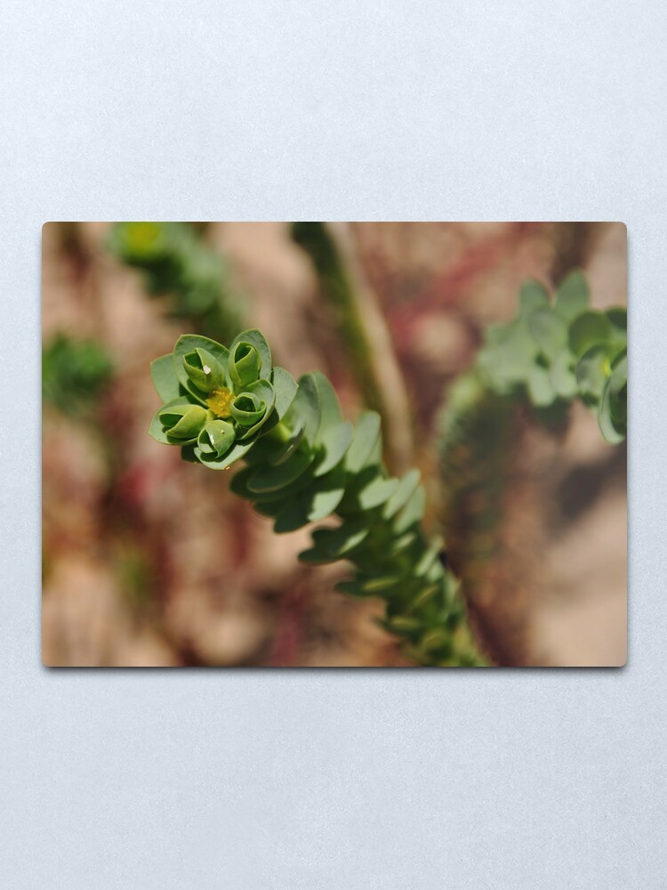 Alternate view of Sea Spurge Metal Print