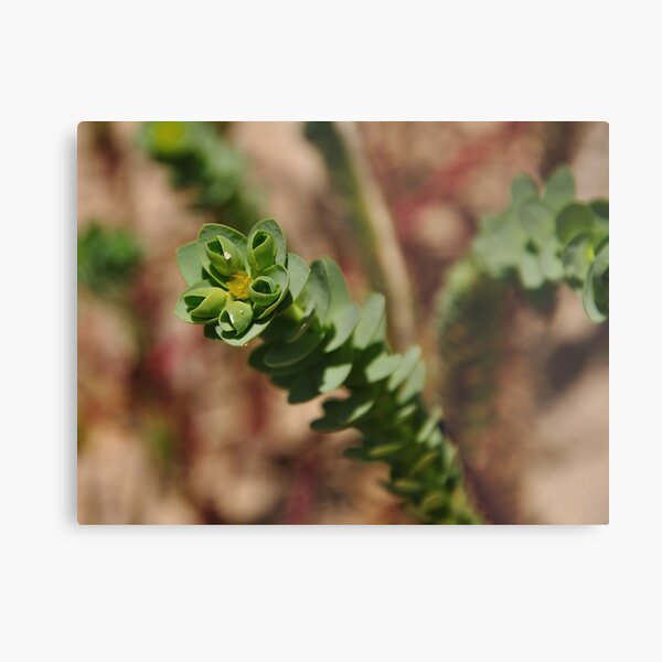 Sea Spurge Metal Print