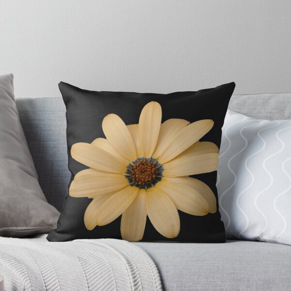 Item preview, Pretty Cape Daisy on Black Background designed and sold by MidnightMelody.