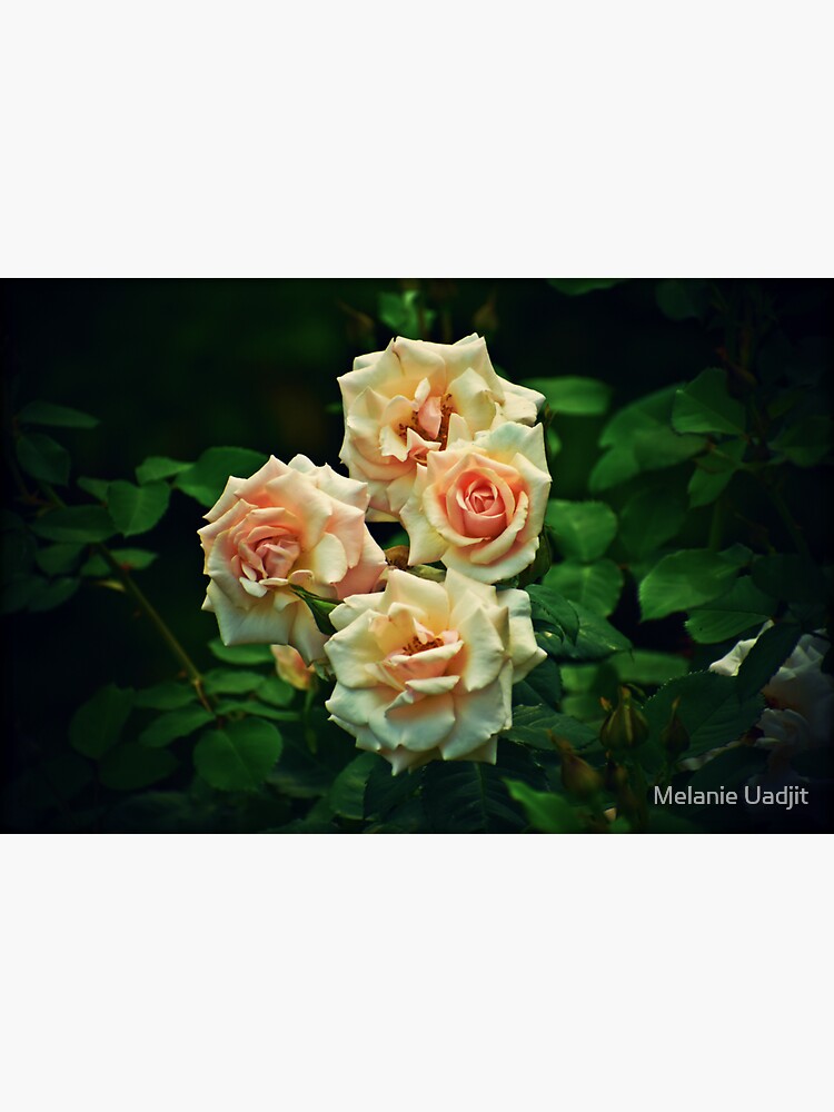 "Tread Lightly" Sticker by HecateBast Redbubble