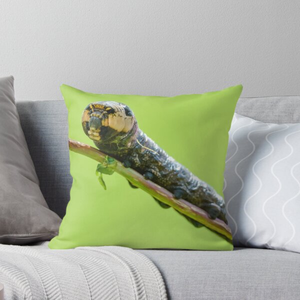 Item preview, Elephant hawk moth caterpillar, proboscis retracted, County Kilkenny, Ireland designed and sold by AndrewJonesFoto.