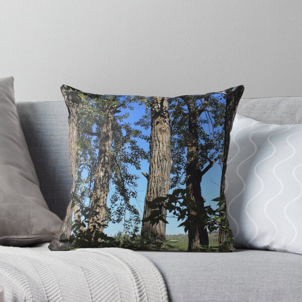 Item preview, Tall balsam poplar trees designed and sold by Jim Sauchyn.