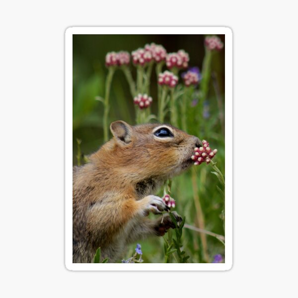 Precious Moment Sticker