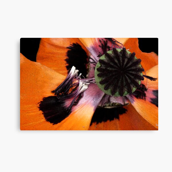 Poppy extravaganza Canvas Print